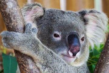 koala bear in forest zoo  at Thailand