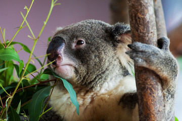 koala bear in the zoo at Thailand