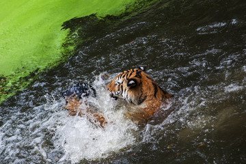 Fototapeta na wymiar Tiger playing ball in water at the zoo.