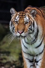 Fototapeta na wymiar Close up face tiger at the zoo in Thailand
