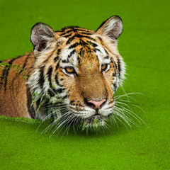 Close up face tiger at the zoo in Thailand