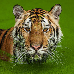 Close up face tiger at the zoo in Thailand