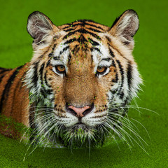 Close up face tiger at the zoo in Thailand