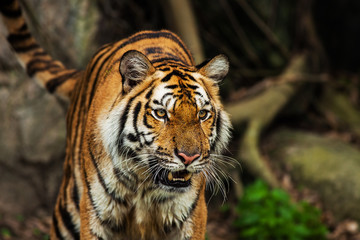 Close up face tiger at the zoo in Thailand