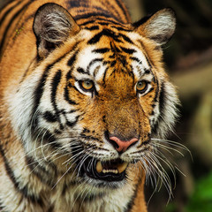 Close up face tiger at the zoo in Thailand