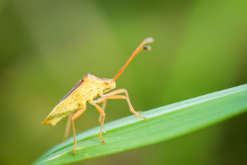 Fototapeta premium Close up of a coreid bug