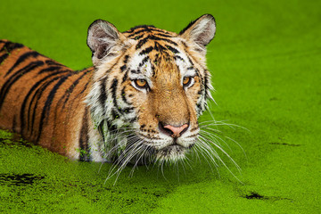 Close up face tiger at the zoo in Thailand