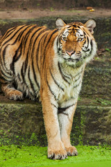 Naklejka na ściany i meble Close up face tiger at the zoo in Thailand