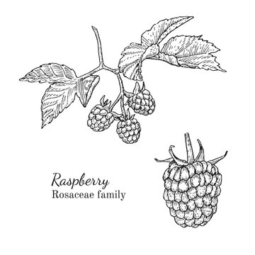 Ink raspberry herbal illustration. Hand drawn botanical sketch style. Absolutely vector. Good for using in packaging - tea, condinent, oil etc - and other applications