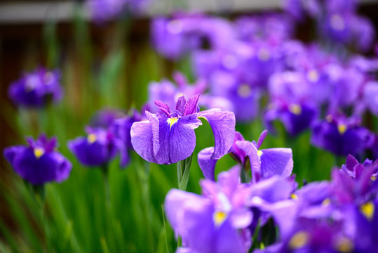 花菖蒲 Images – Browse 13,296 Stock Photos, Vectors, and Video