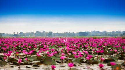 Sea of red lotus , Marsh Red lotus Sea of red lotus Thailand