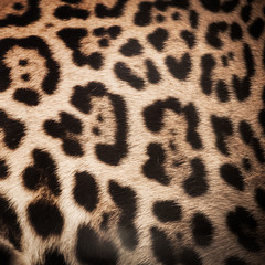 detail skin of leopard for background and texture