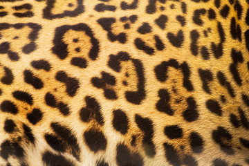 Real Leopard Skin for background and texture