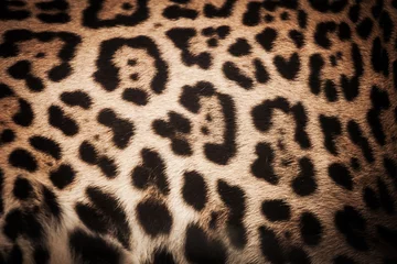 Foto op Plexiglas detail skin of leopard for background and texture © visa