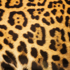 Leopard skin texture for background and texture