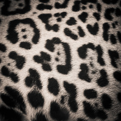 detail skin of leopard for background and texture