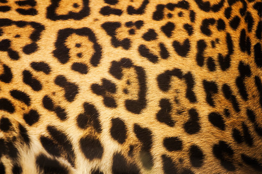 Leopard skin texture for background and texture