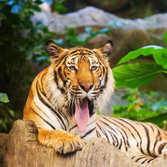 portrait of a bengal tiger  in the zoo Thailand