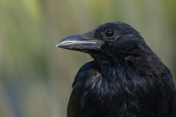 Profile of a crow