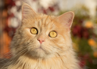 Naklejka na ściany i meble Maine Coon cat in Autumn colours