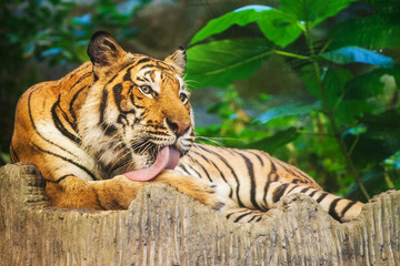 Bengal Tiger  in the zoo at Thailand