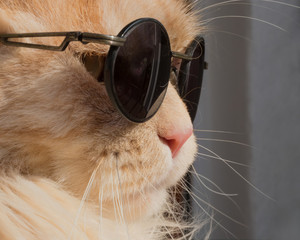 Cool cat wearing sunglasses