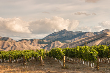 rows of grapevine in vineyard at sunset