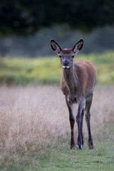 Young Red Deer Hind, Female walking in field with green forest in background.