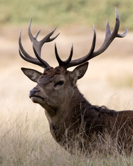 Head shot of a Red Deer stag with golden grass in the background.