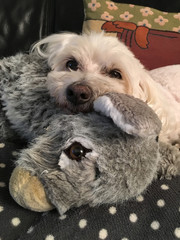 Hanavese dog lying on his cuddly toy