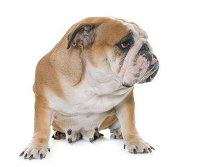 Obraz premium english bulldog in studio