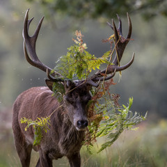 Red Deer stag with bracken and ferns stuck in his antlers.