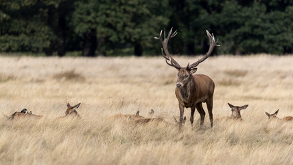 Red deer stag standing guard over female deer harem. In a golden grass field with green first in background.