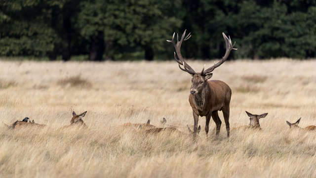 Red Deer Stag Standing Guard Over Female Deer Harem. In A Golden Grass Field With Green First In Background.