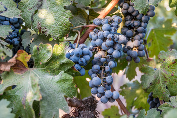 Bunch of grapes in the vineyard on a summer day