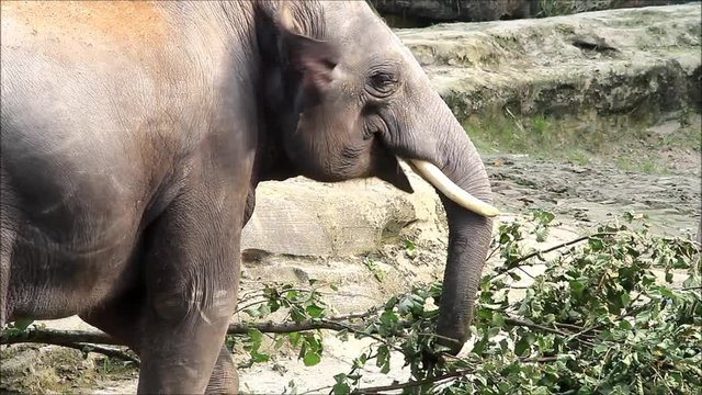 elephant eating leaves in a wildlife park, Elephas maximus
