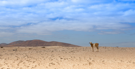 goat standing in the desert.