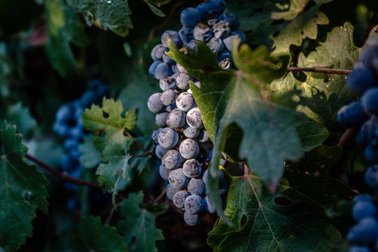 Bunch of grapes in the vineyard on a summer day