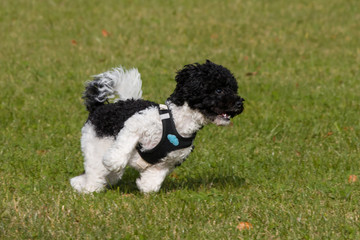 Black and white toy poodle playing in lawn