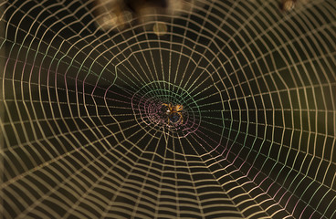 Spider web with shiny drops of water