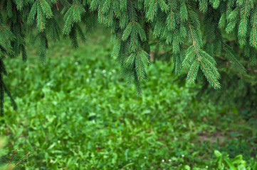 green branches of spruce