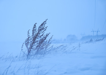 Dry sagebrush grass under the blizzard ice storm in winter