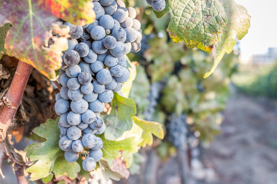 Bunch of grapes in the vineyard on a summer day