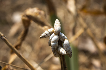 Many snails. Snail on the plant.