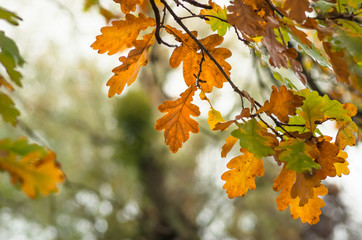 leaves of the oak tree in nature fall