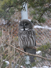 Owl sitting on a branch