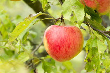 Am Baum gereifte Bioäpfel, Elstar