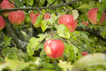 Am Baum gereifte Bioäpfel, Elstar