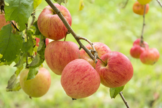 Am Baum gereifte Bio&auml;pfel, Elstar