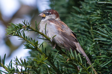 Sparrow sitting on a fir branch